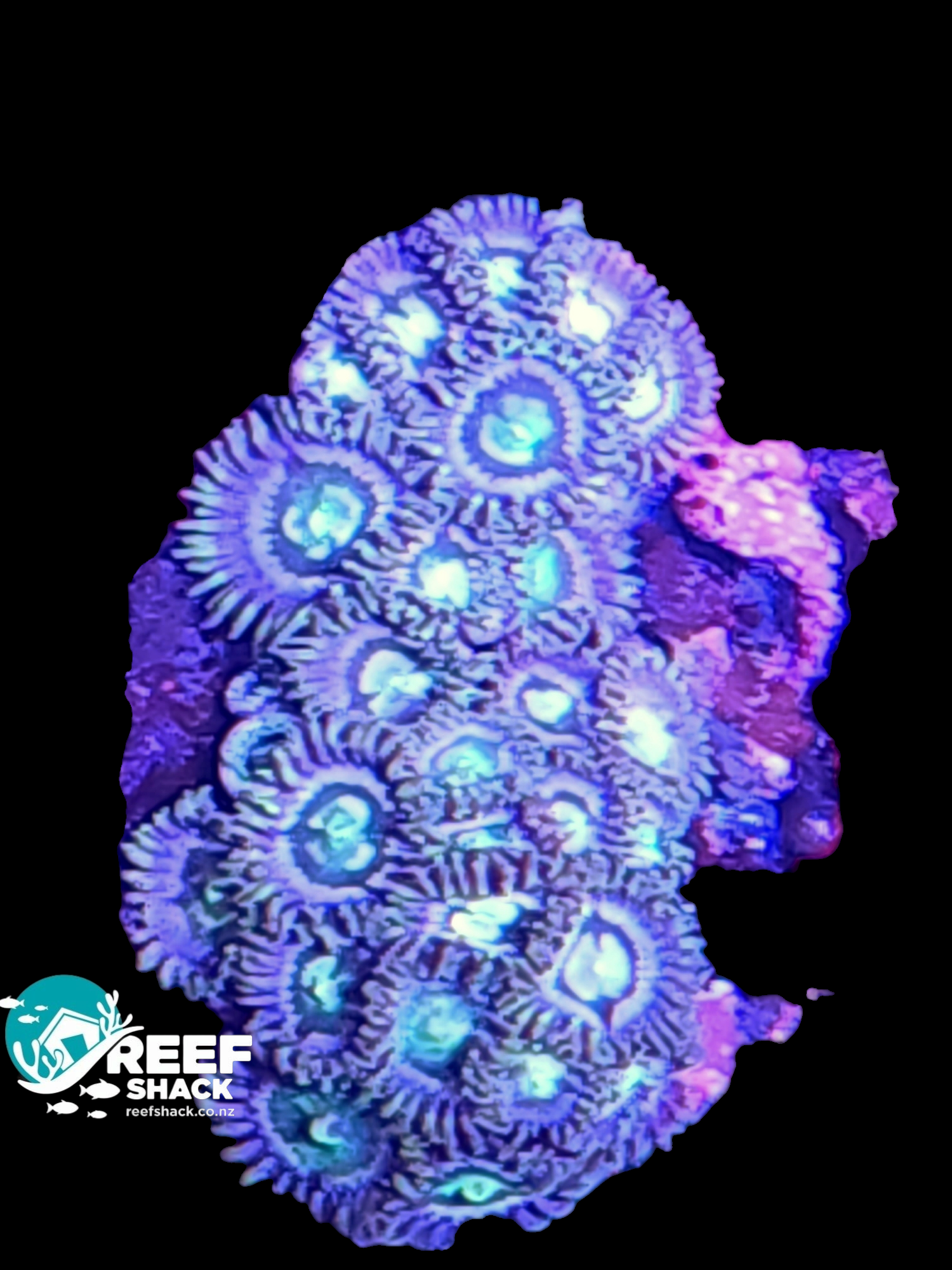 Zoa / Mixed Frag