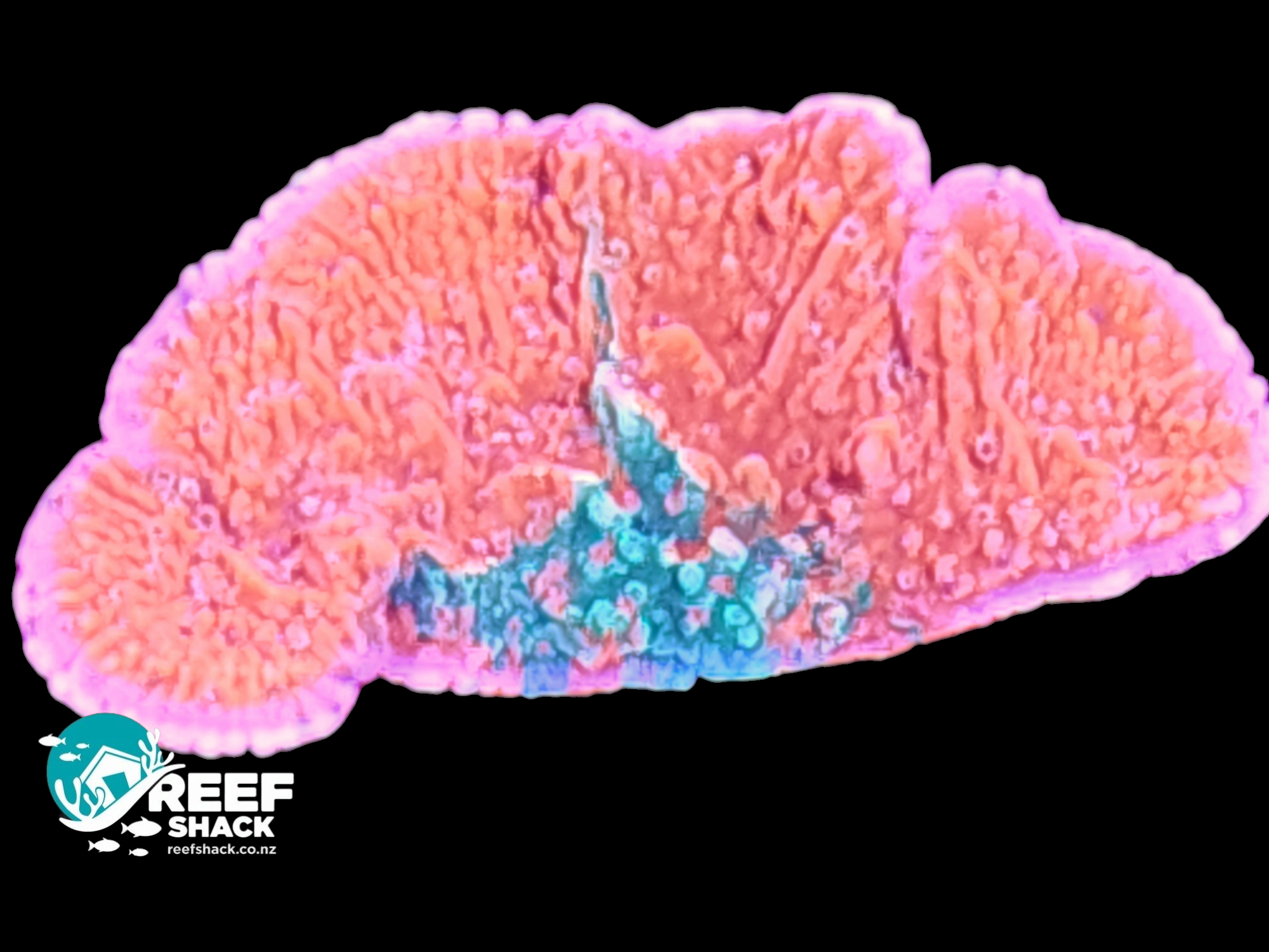 Grafted Montipora / Plating 