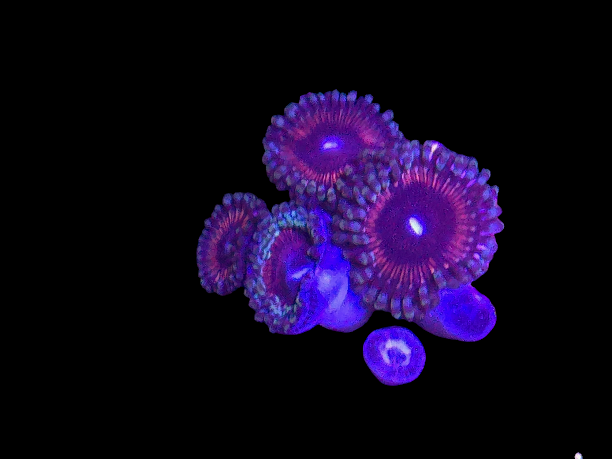 Zoa / Special