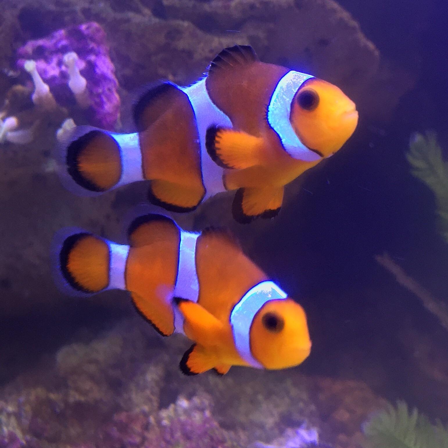 Ocellurus Clownfish Pair / Young 