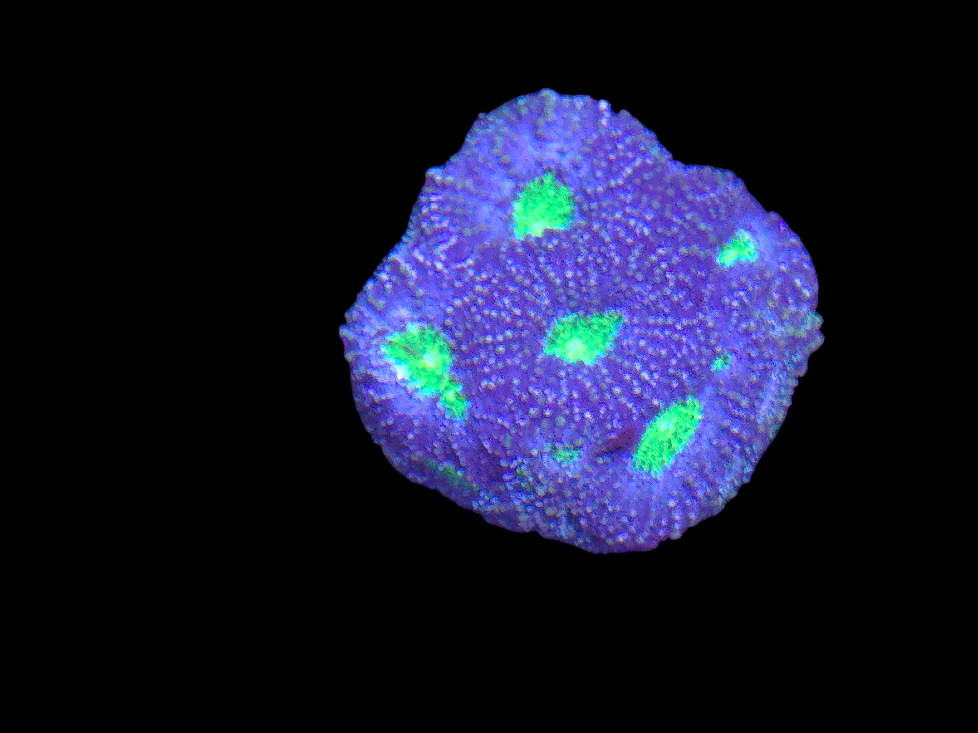 Acan Ecinata Frag