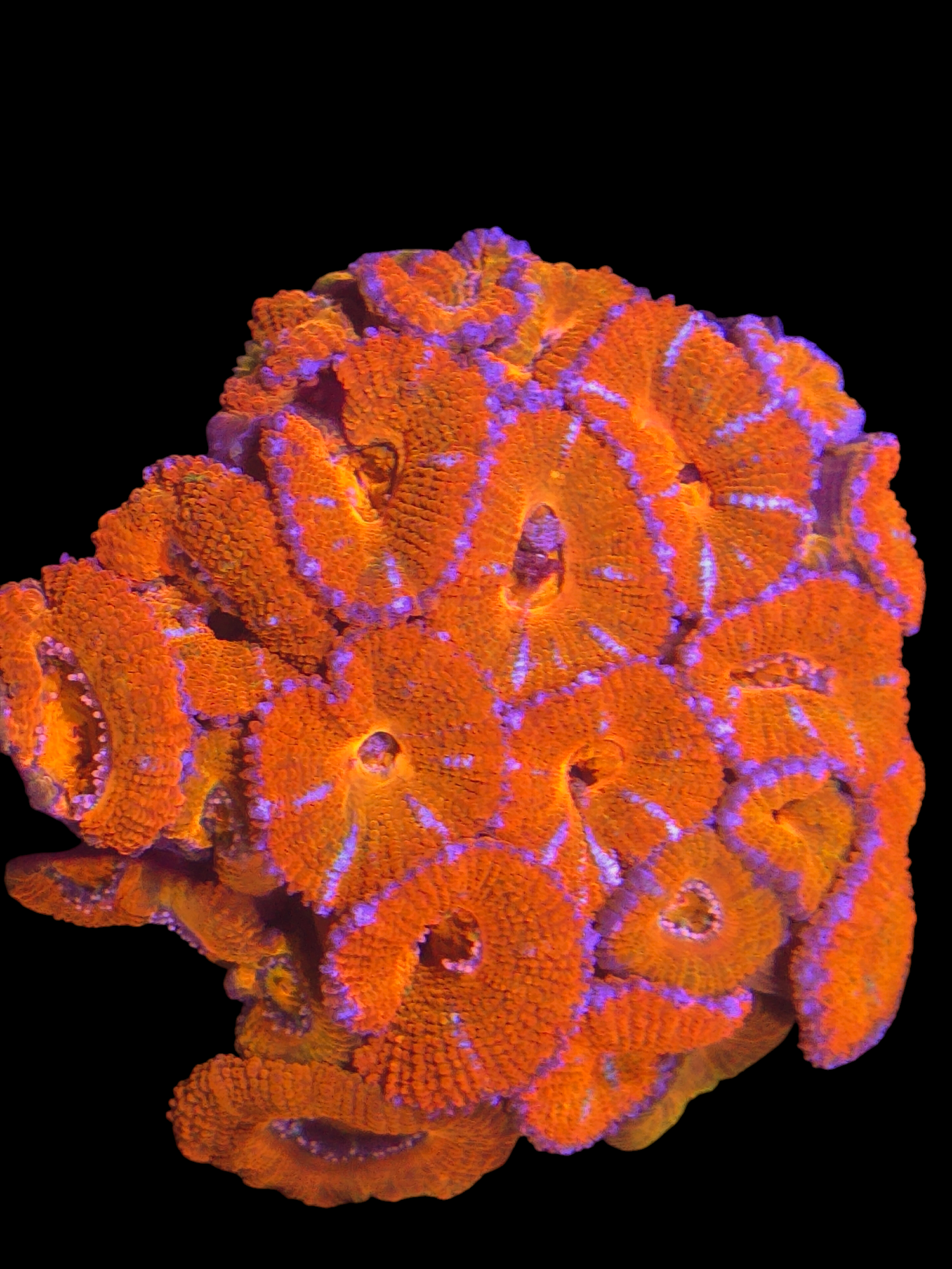 Acan Lord Colony