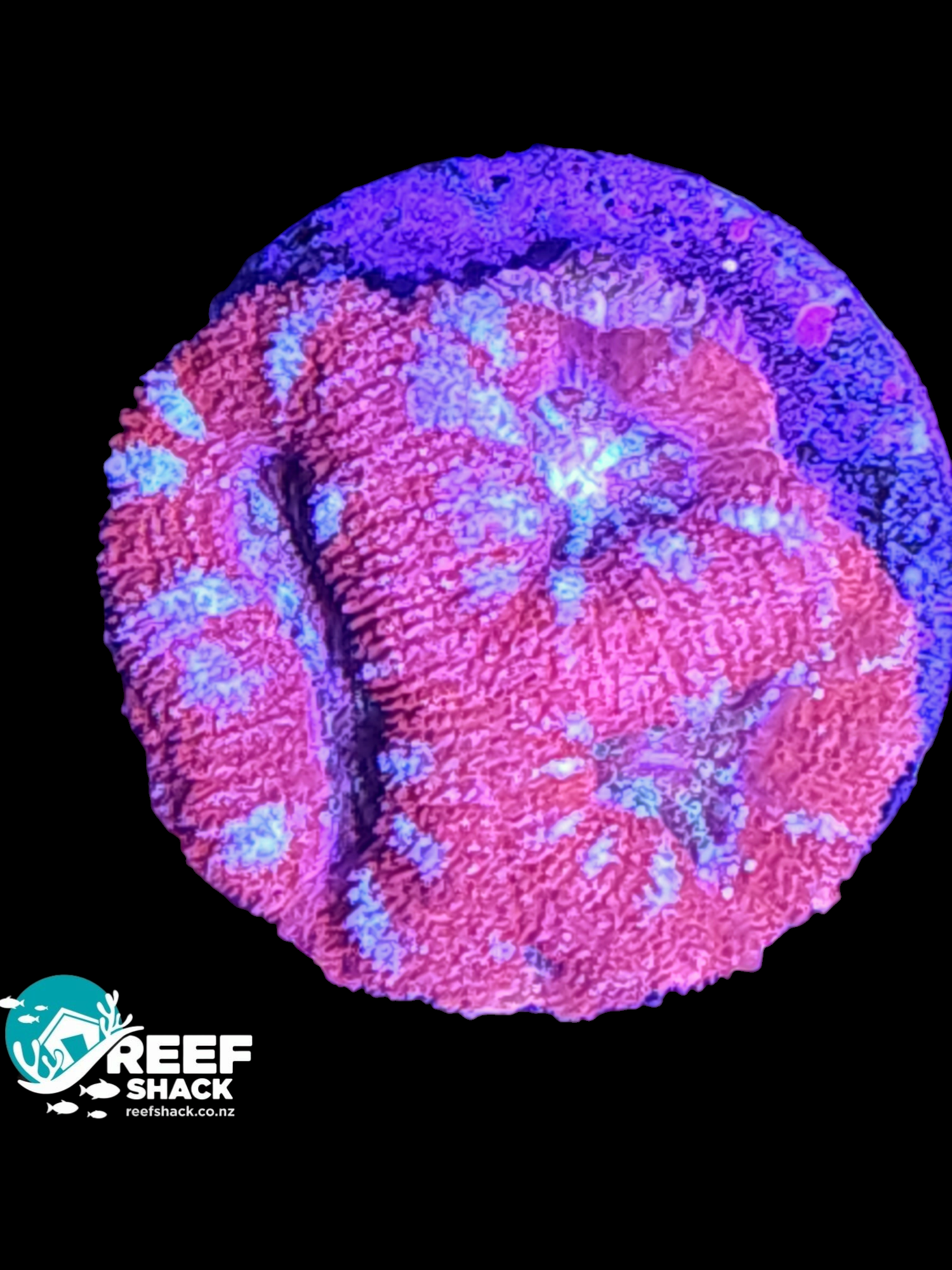 Acan Lord Frag