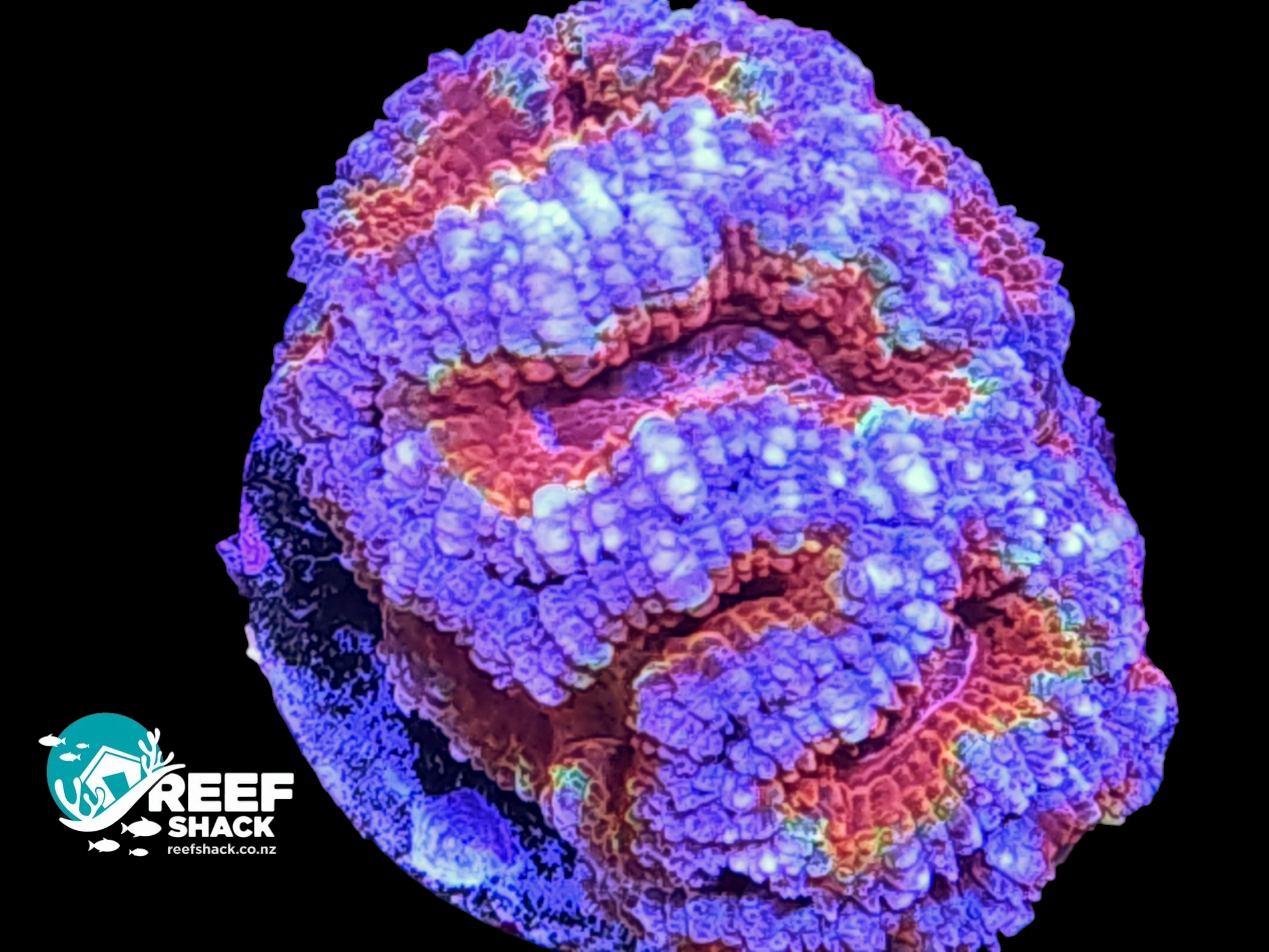 Acan Lord Frag / A Grade