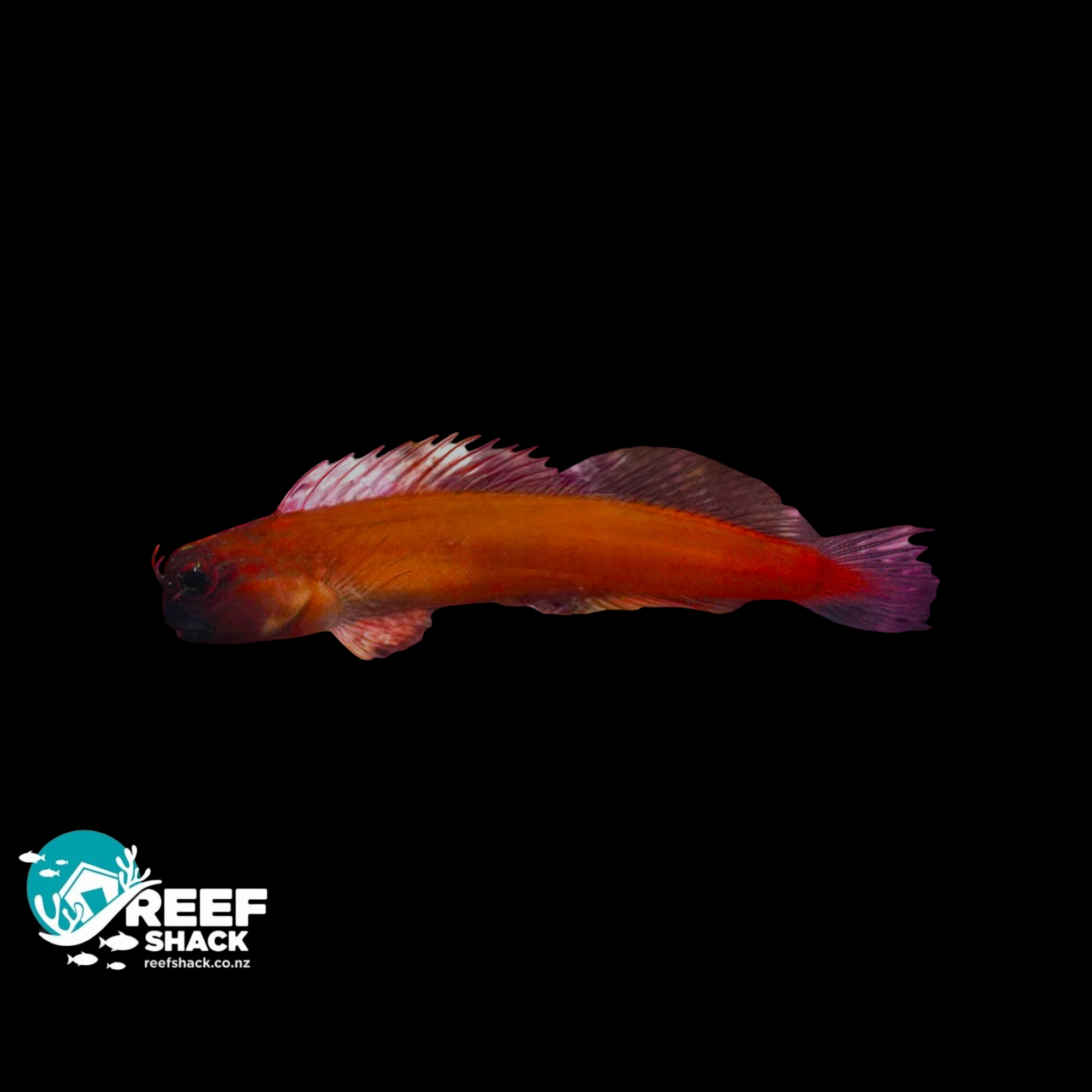 Captive Bred Gulf Bleeny