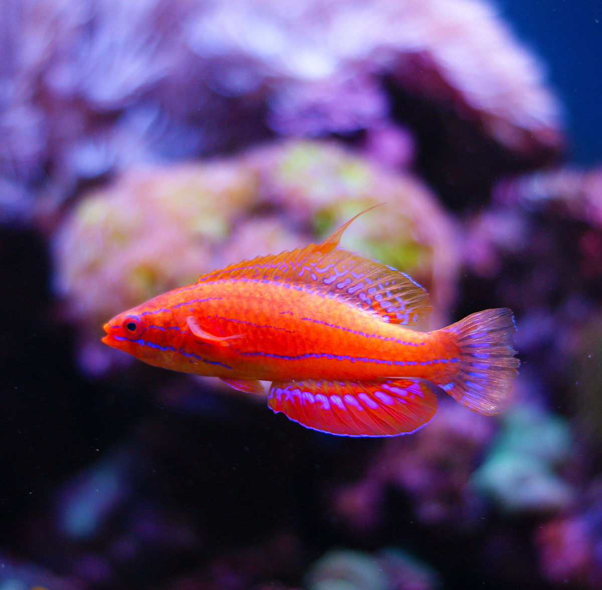 Carpenter Flasher Wrasse 