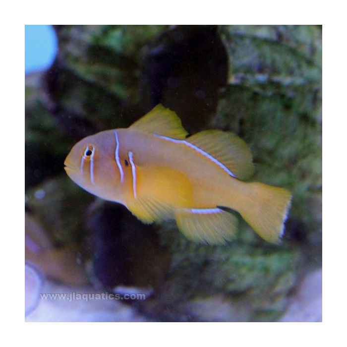 Citron Goby