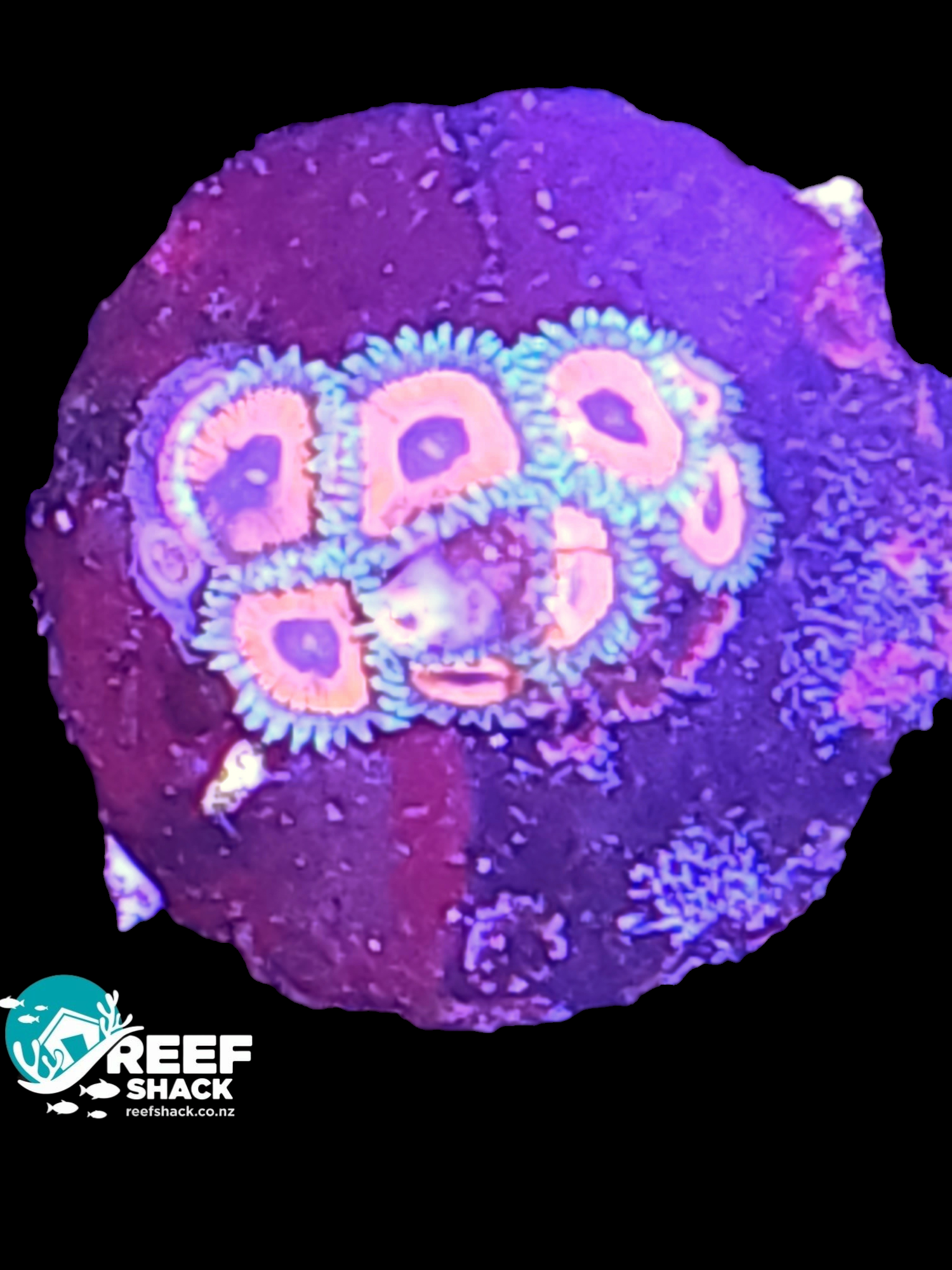 Eagle Eye Zoa Frag 