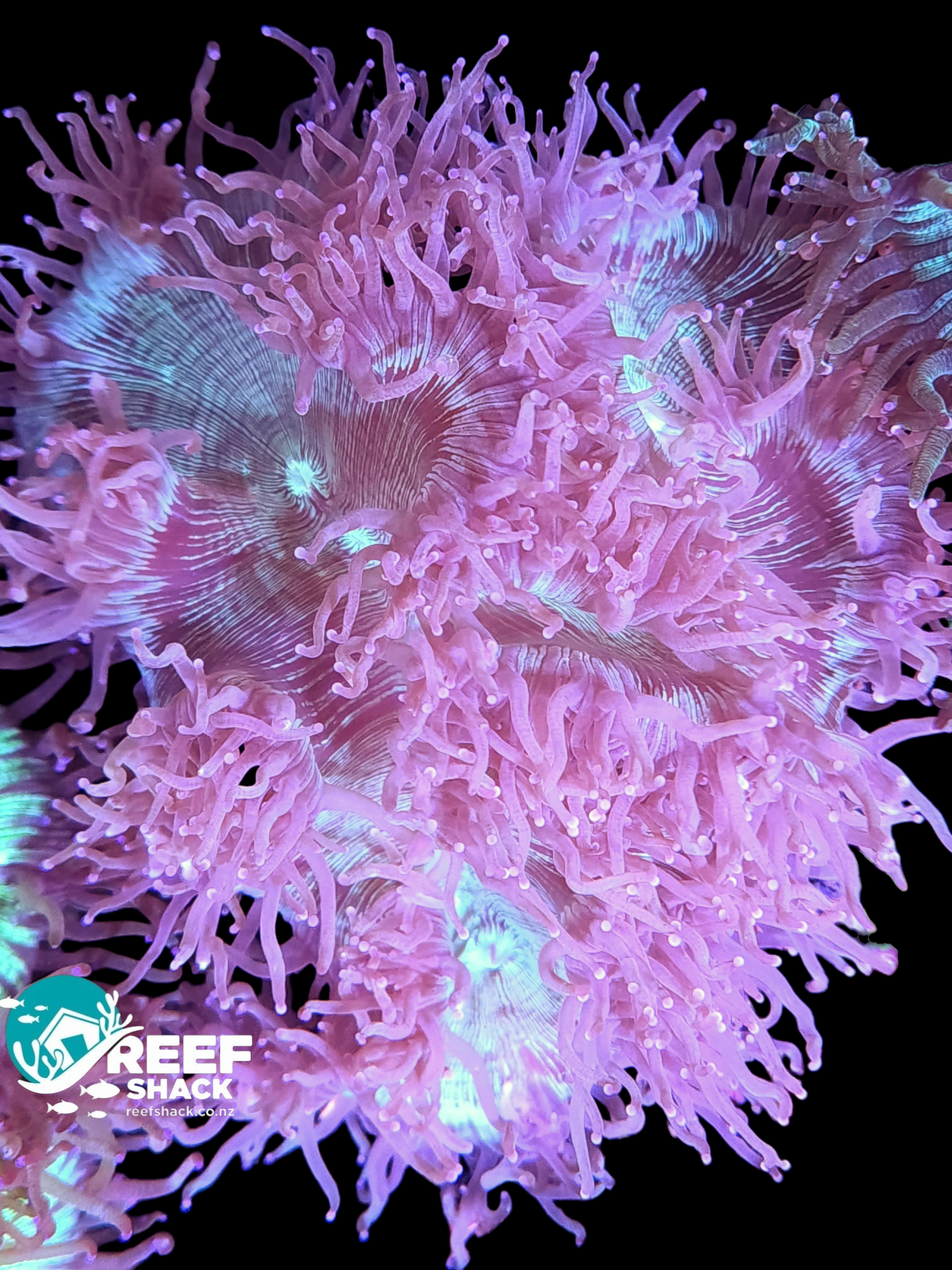 Elegance Coral