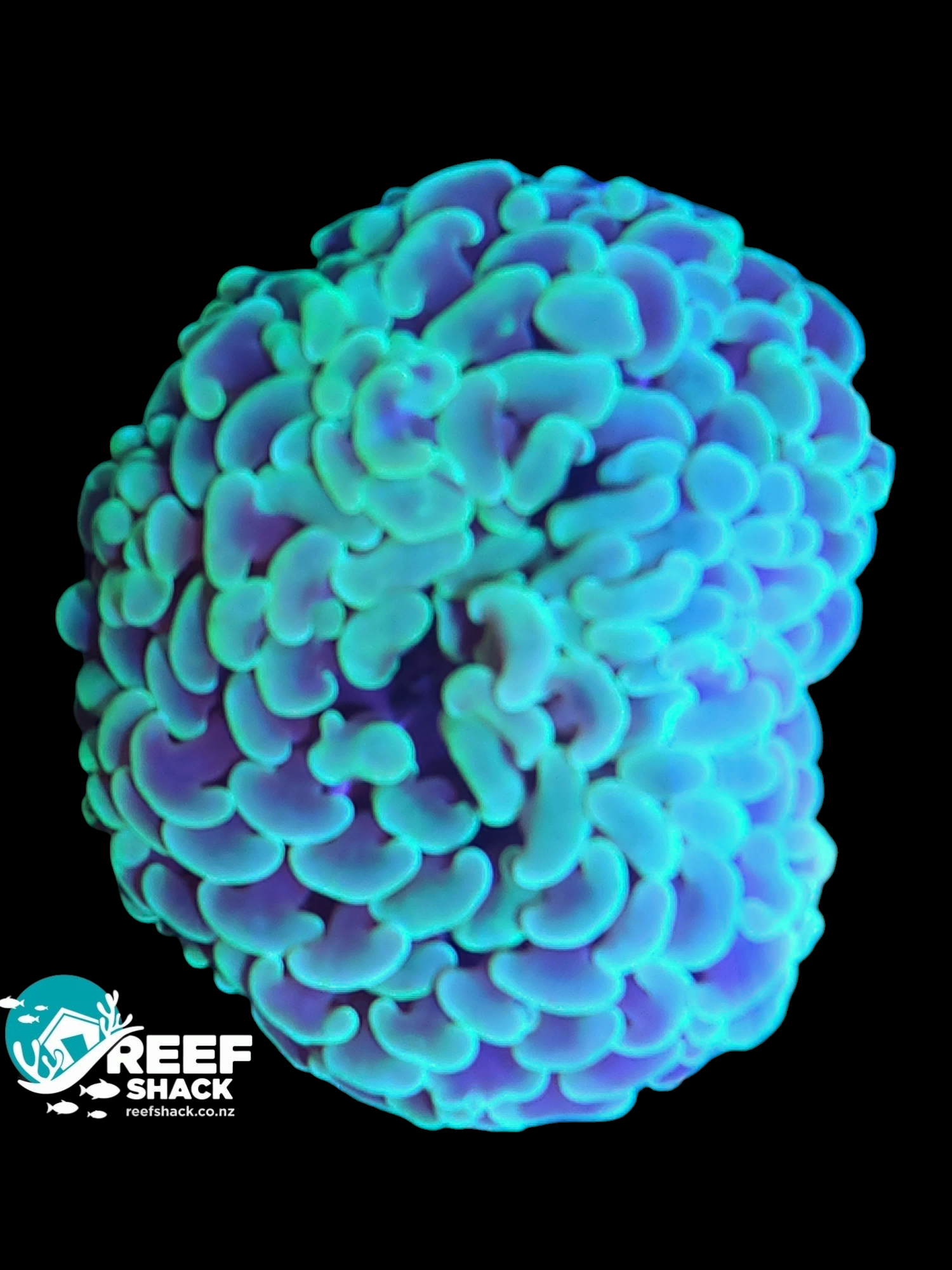 Hammer Coral