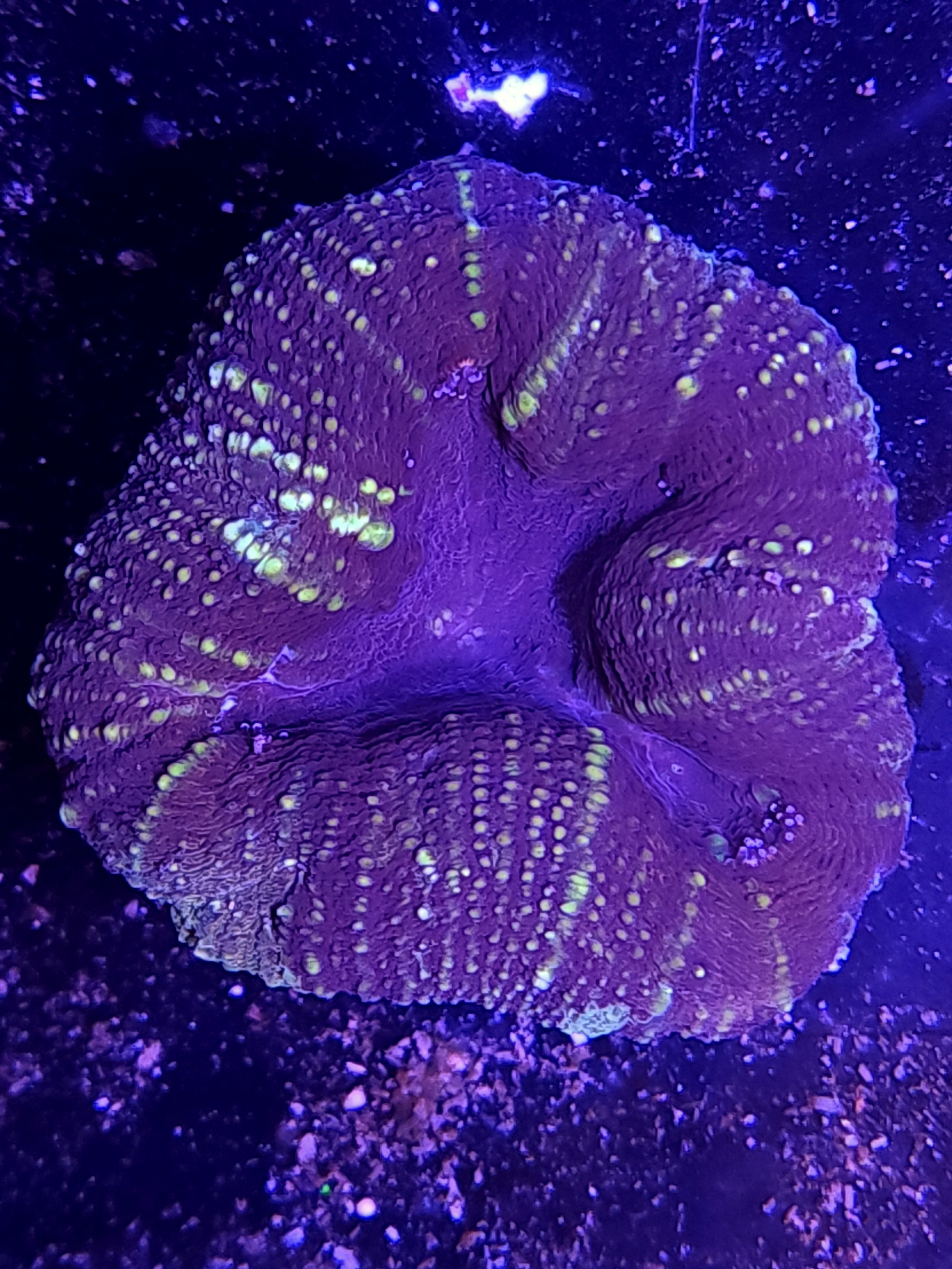 Lobophyilla Coral 