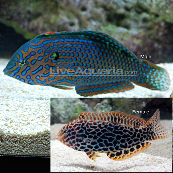 Male Ornate Lepard Wrasse