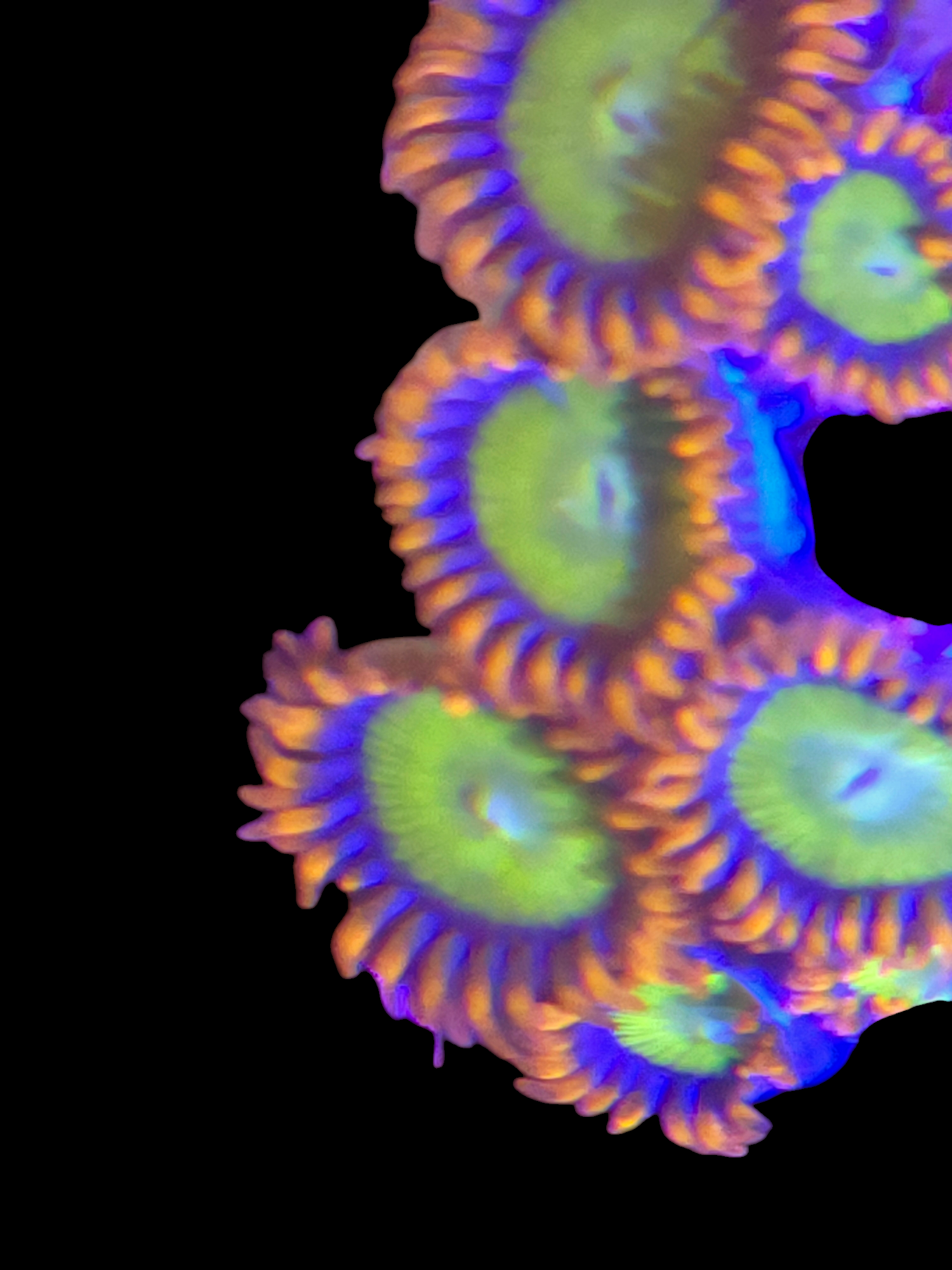 Mandarin Zoa Rare sold per Poyip