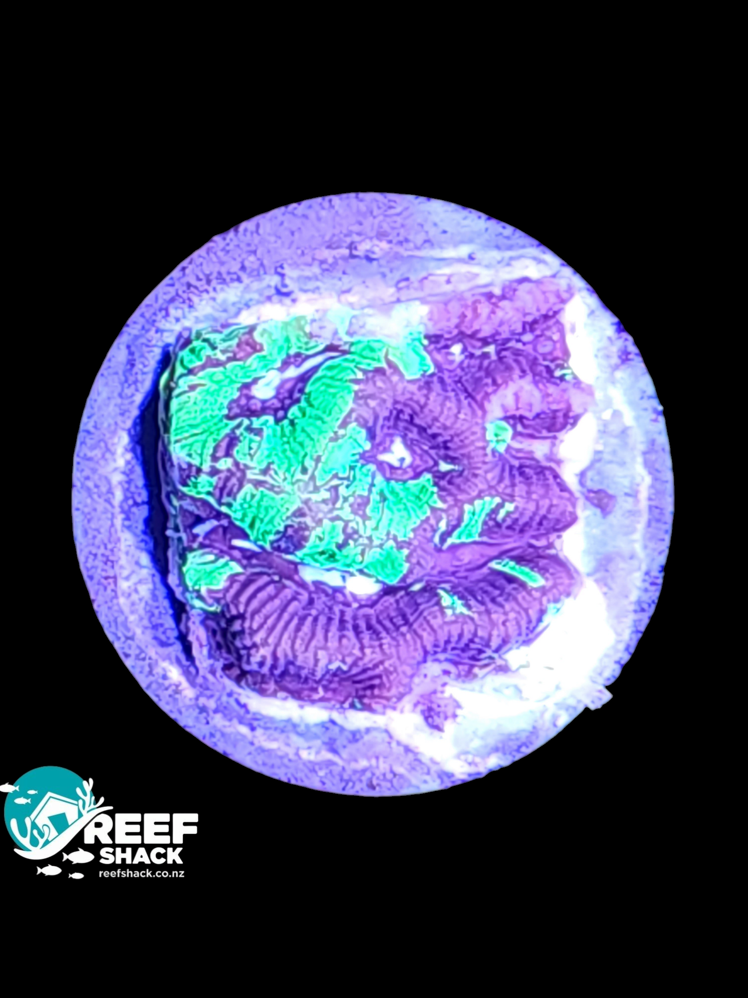 Marbled Maze Frag