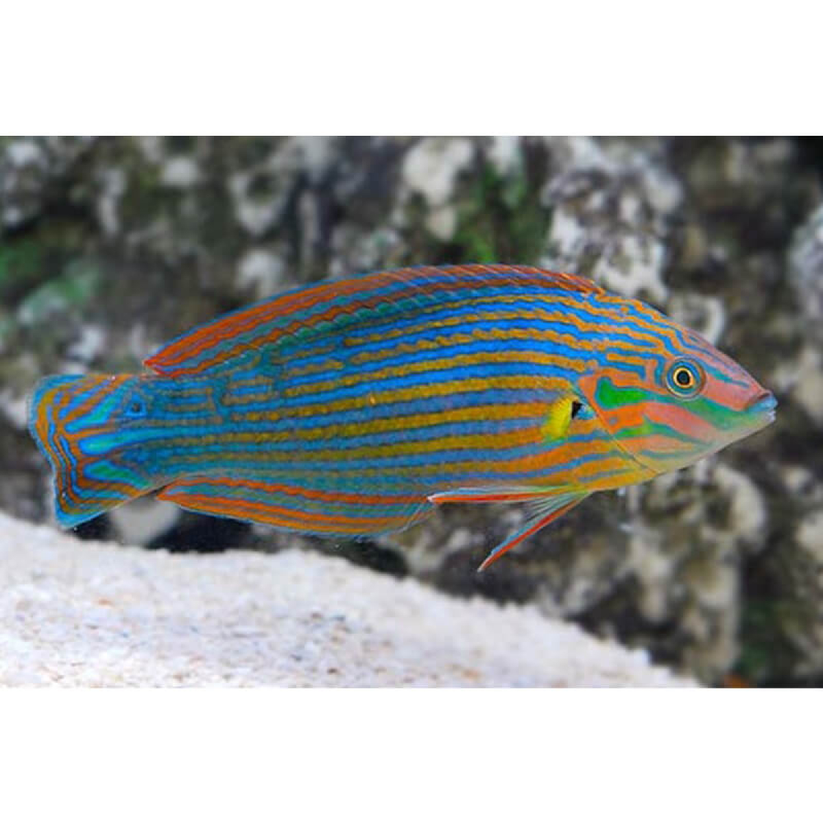 Melunaruss Wrasse 