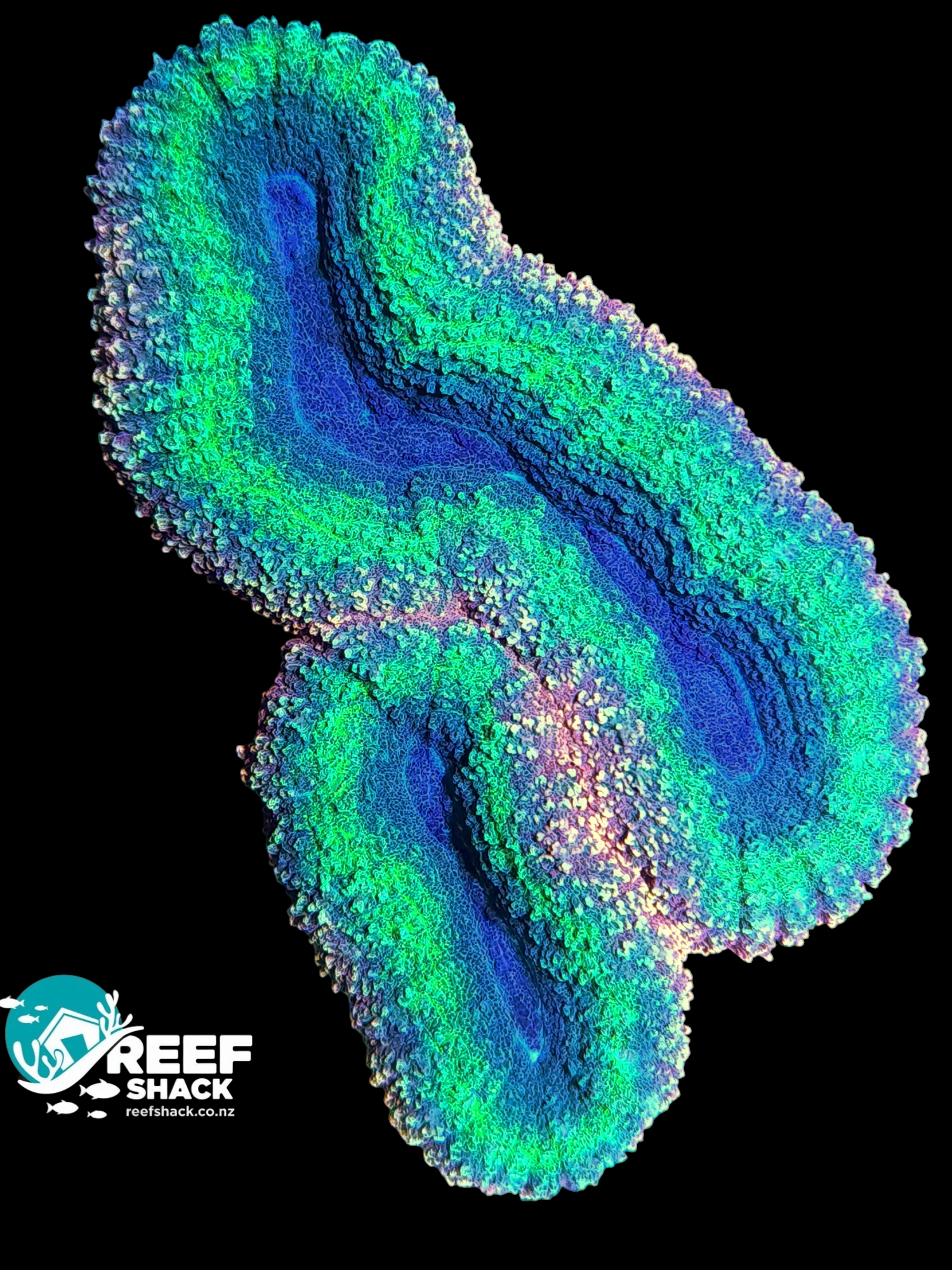 Multicolored Lobophyilla Coral