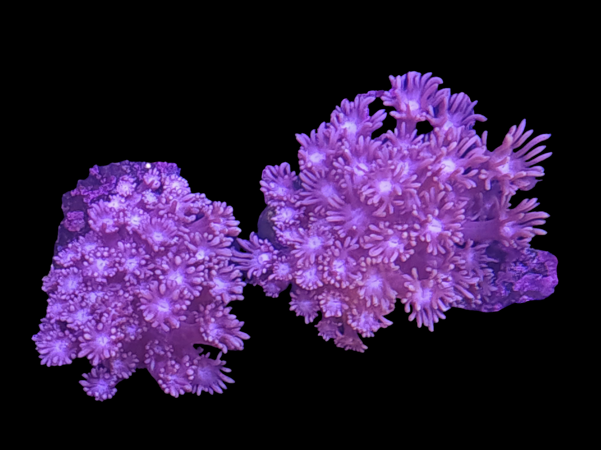Purple Gonipora Frag