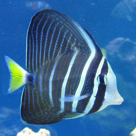 Sailfin Tang