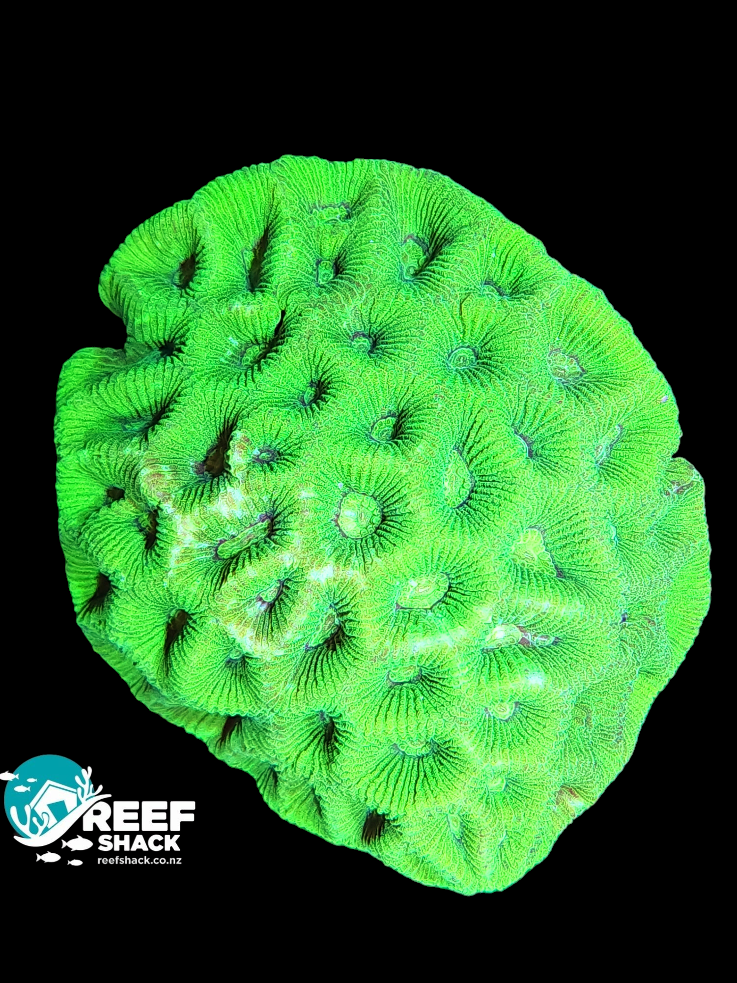 Toxic Green Goniestrea Coral