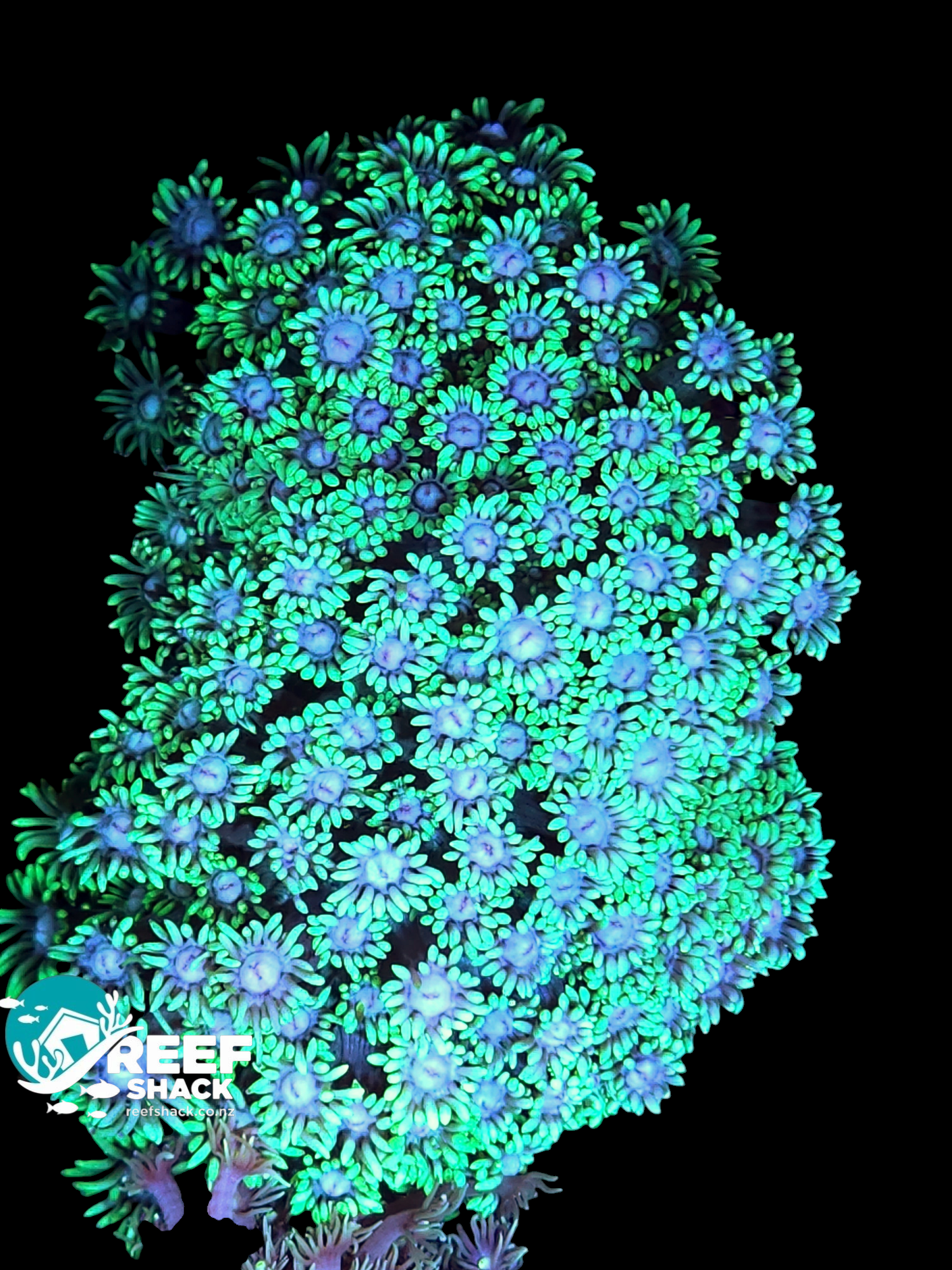 Toxic Green Gonipora Colony 