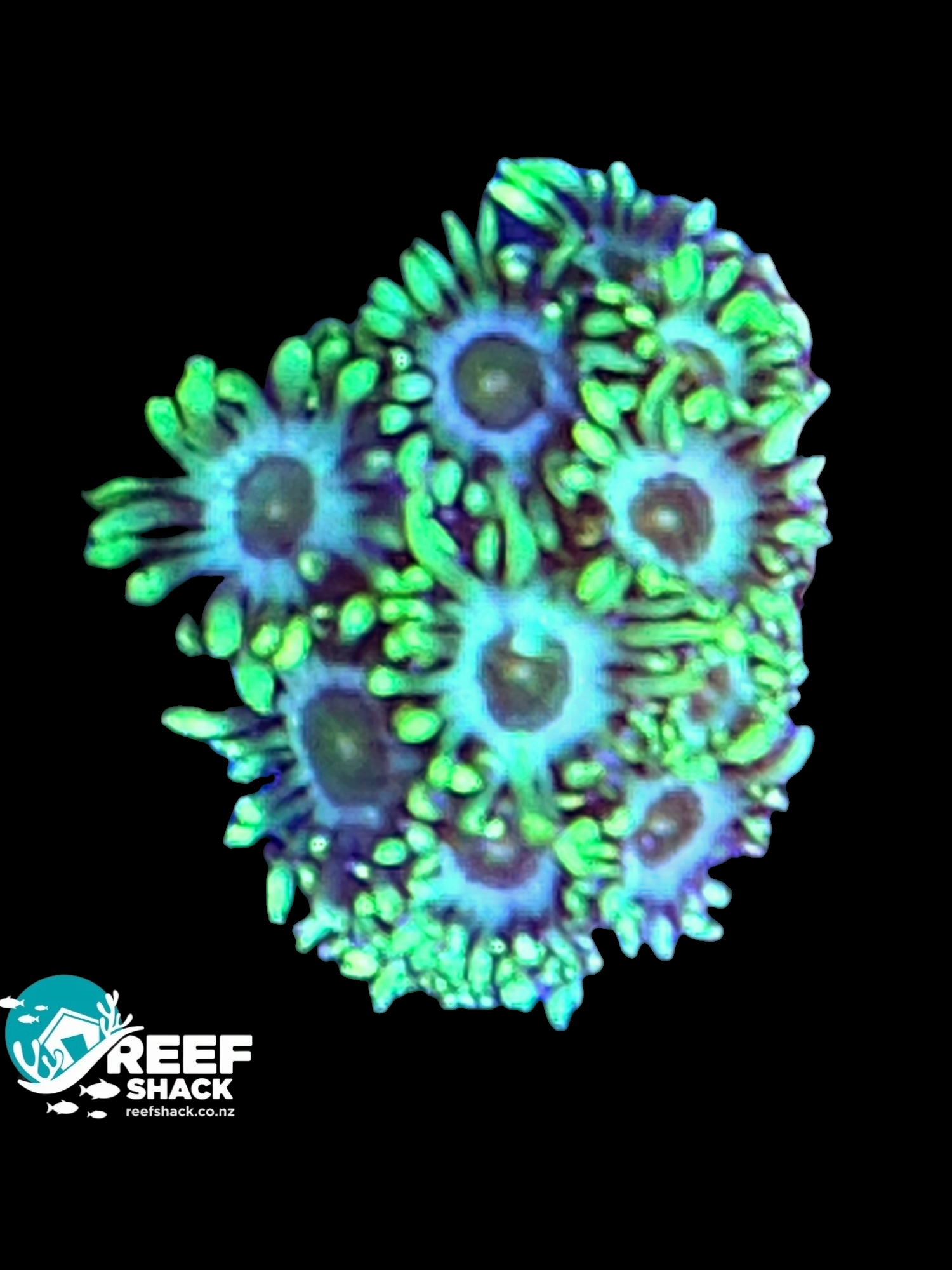 Toxic Green Gonipora Frag