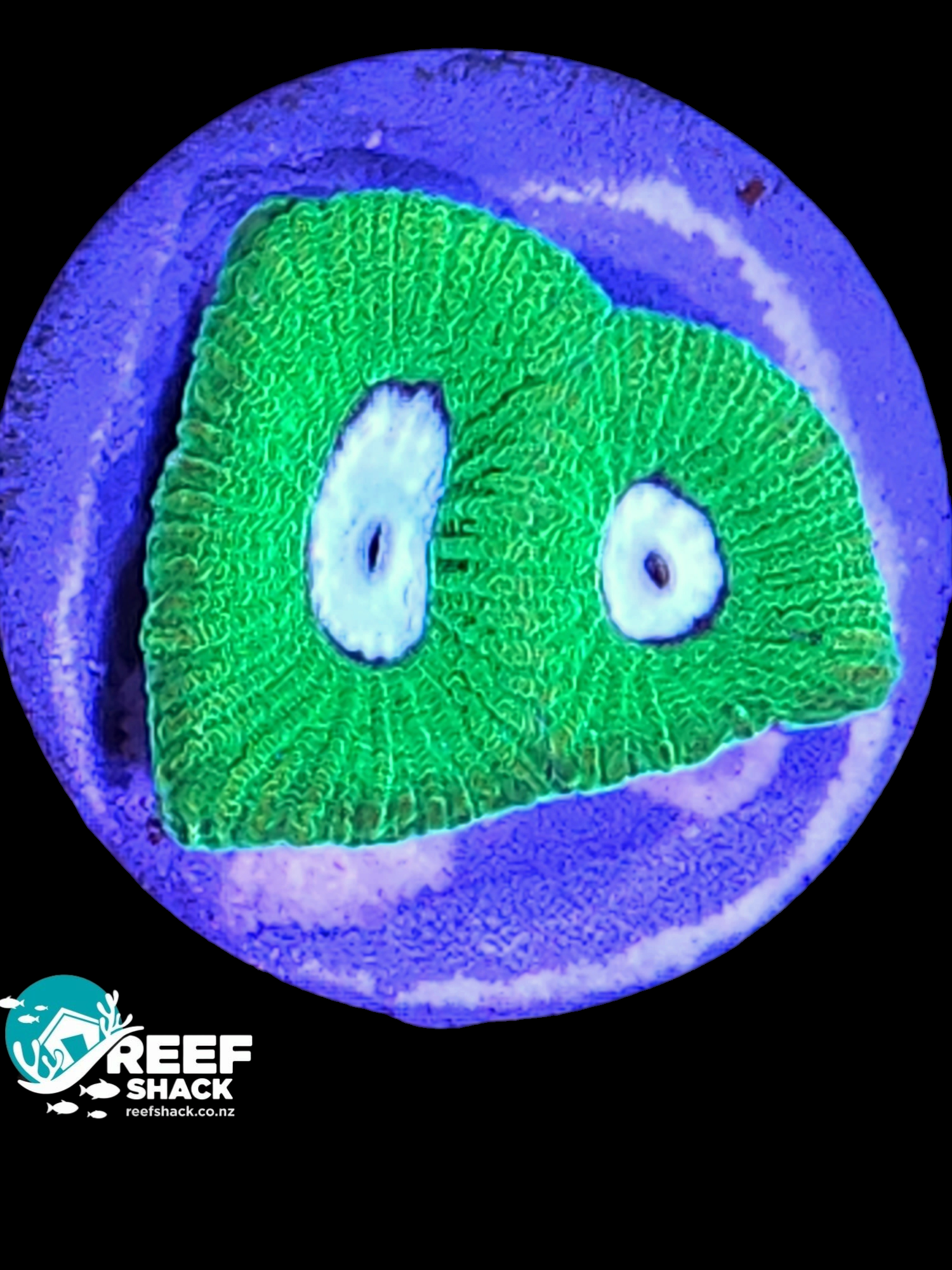 Toxic Green Gonistrea Frag