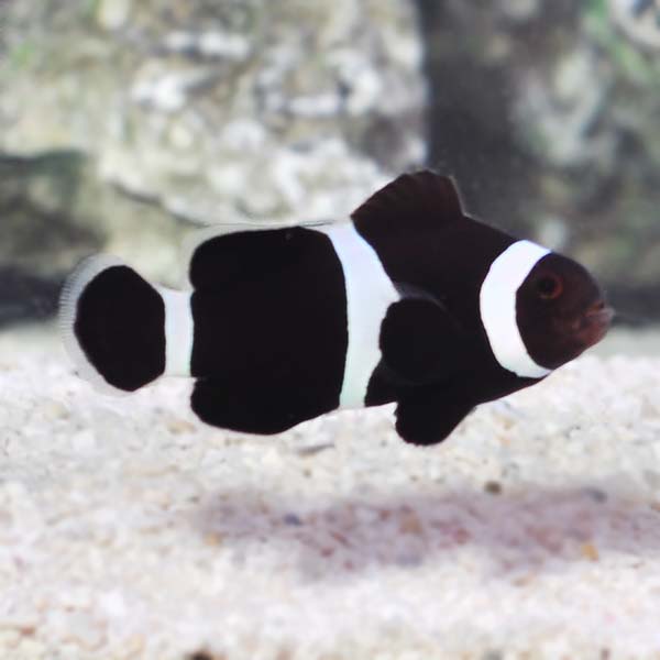  Young Black/White Clownfish
