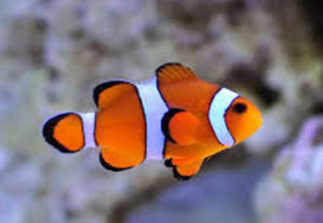Young Pecular Clownfish