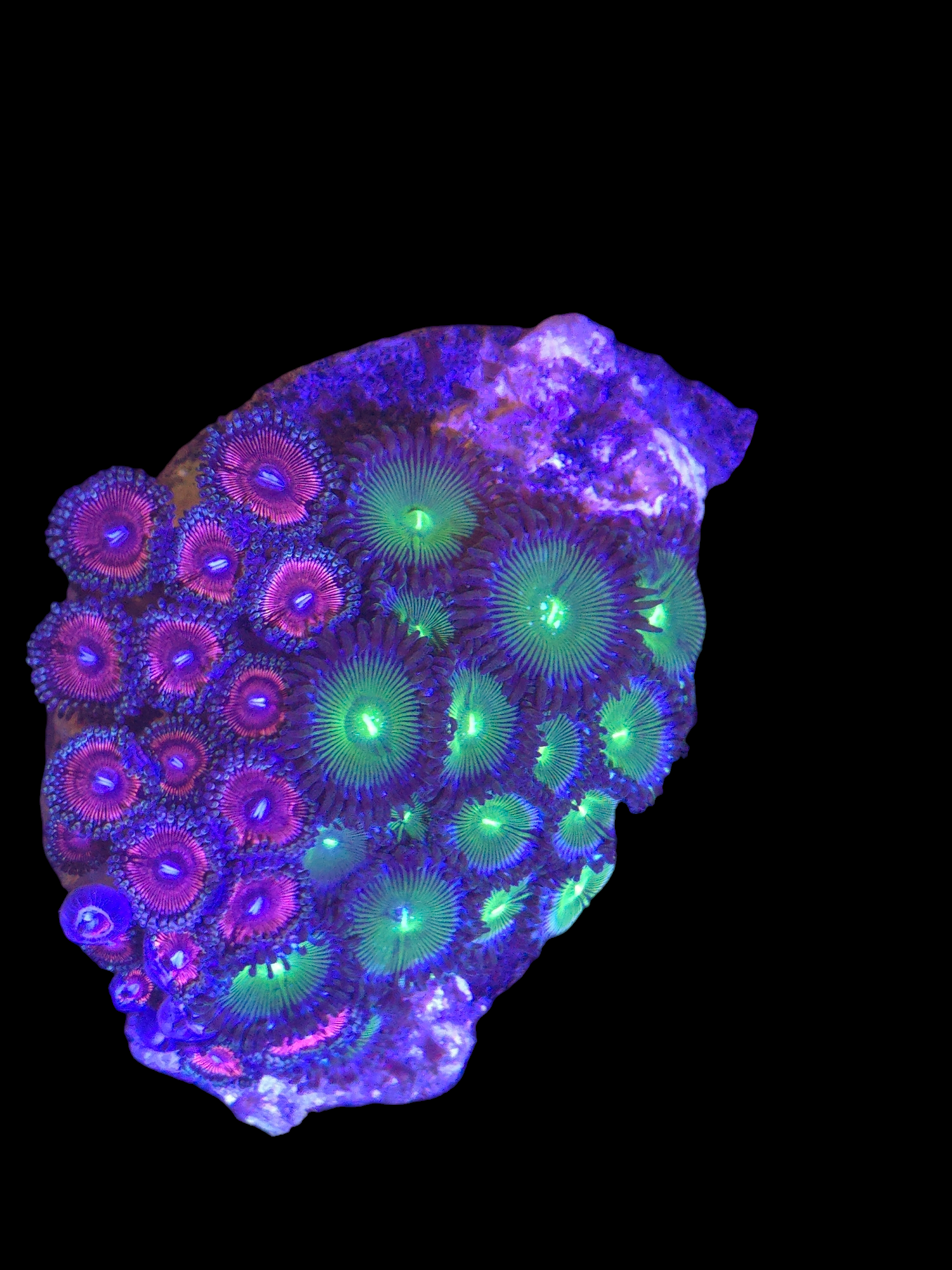 Zoa Combo Mini Colony $