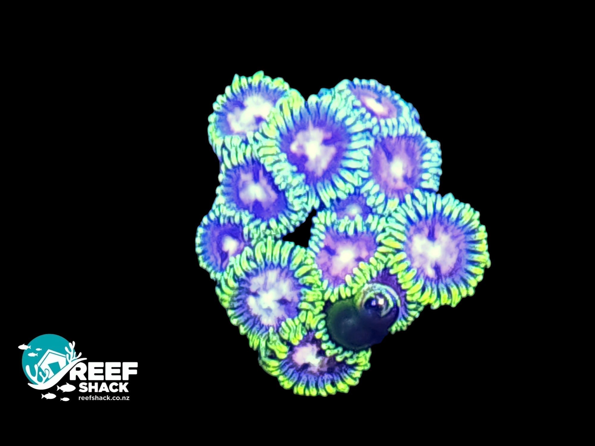 Zoa Frag