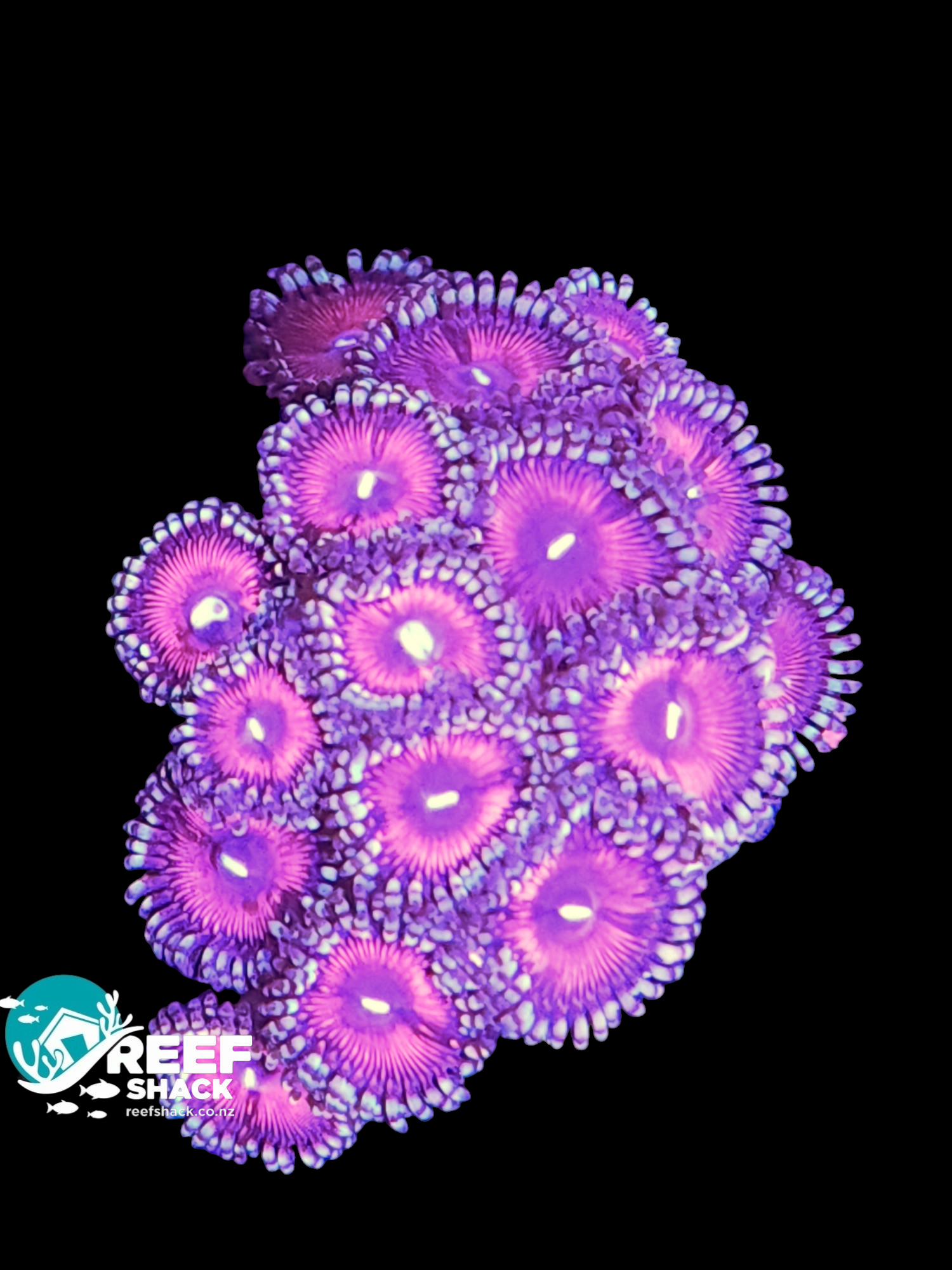 Zoa Frag