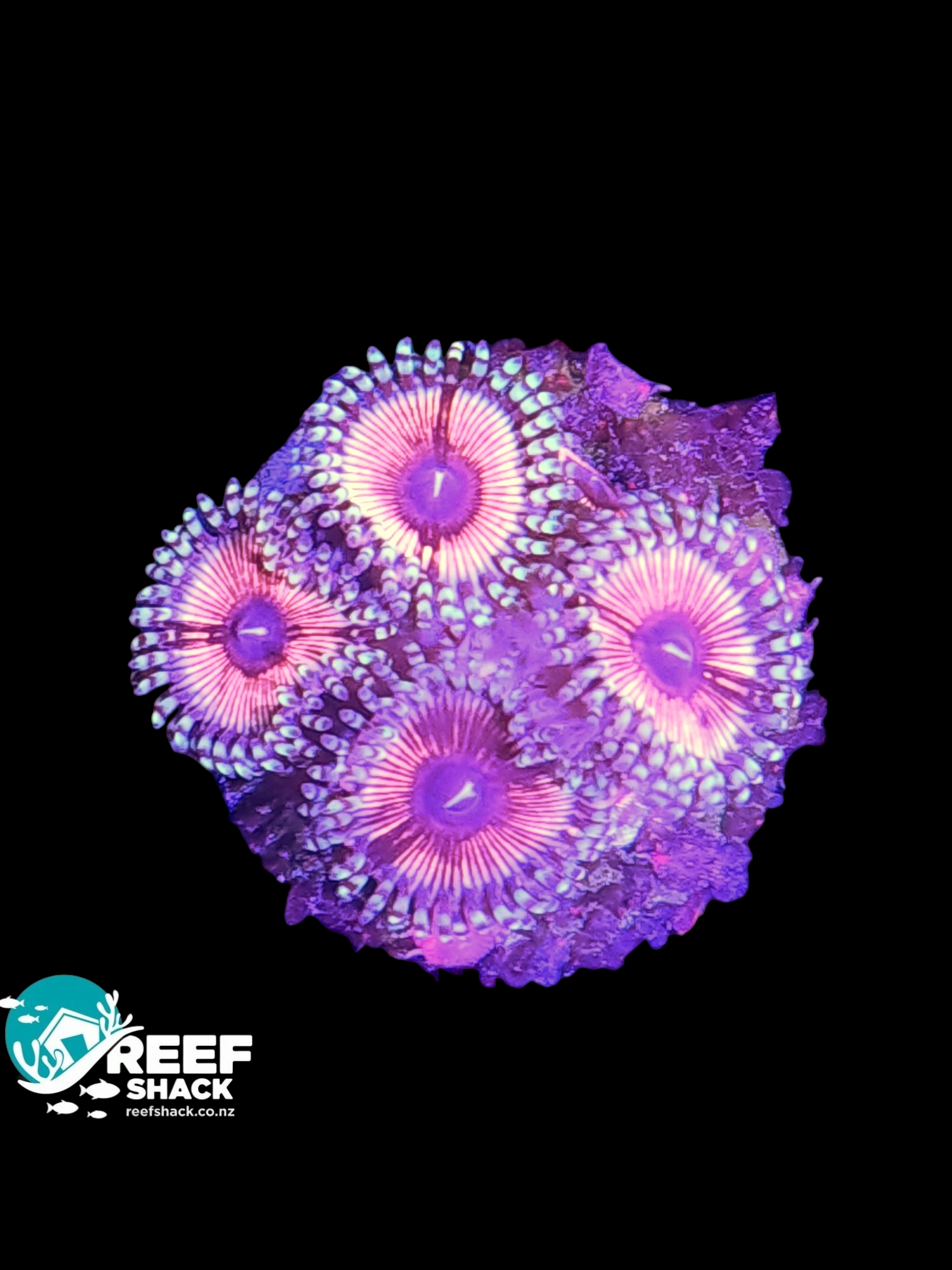 Zoa Frag