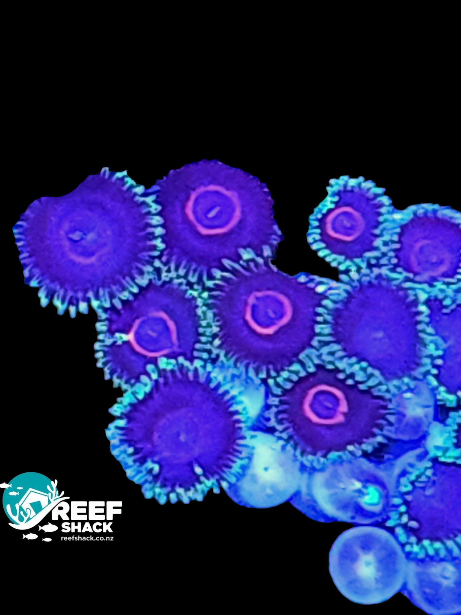 Zoa Frag