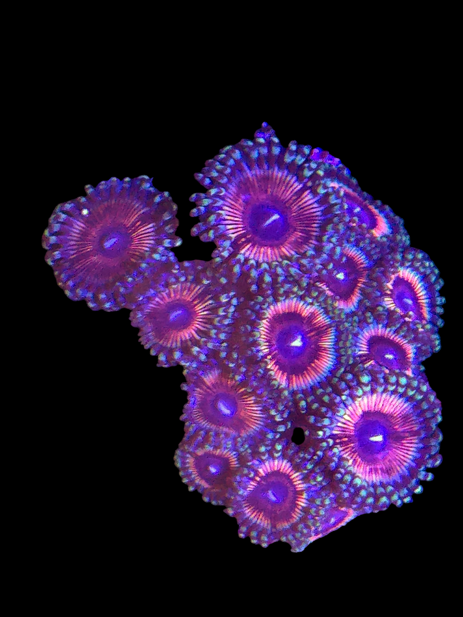 Zoa Frag