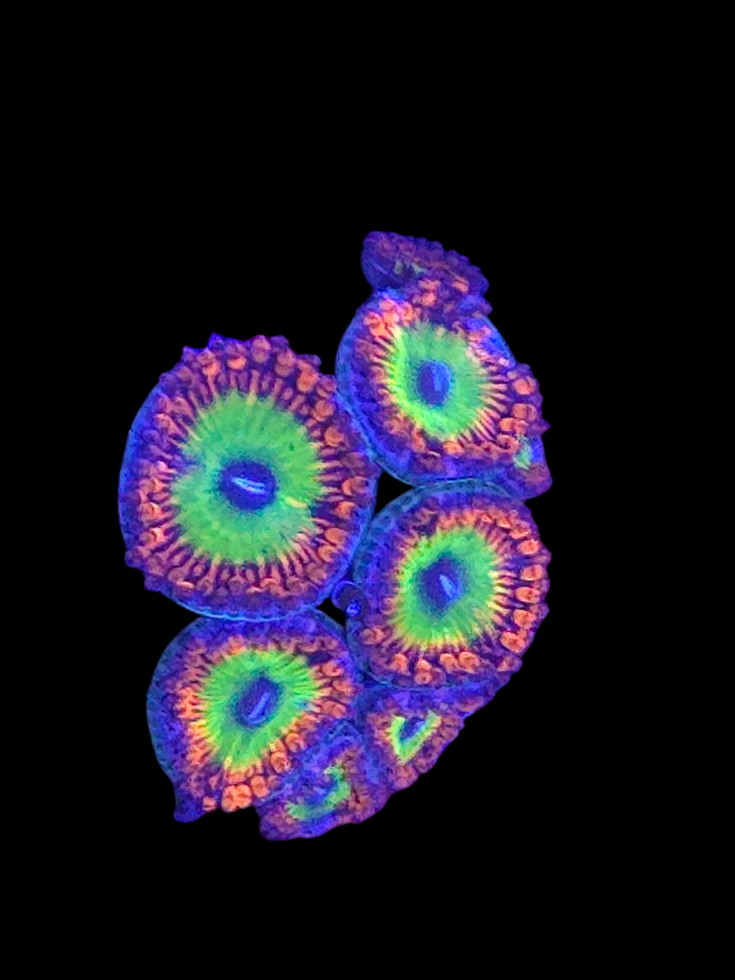 Zoa Rare