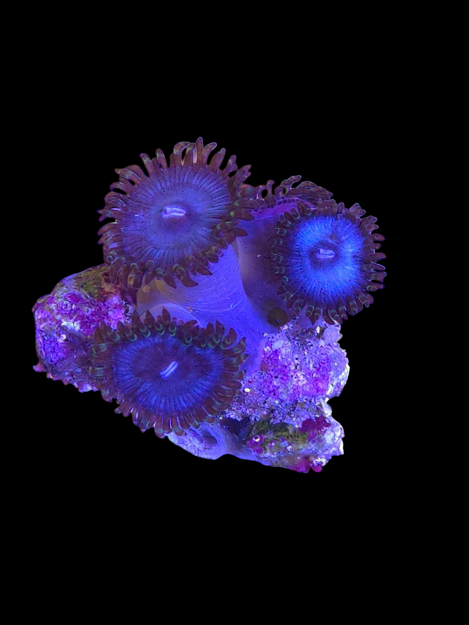 Zoa Rare