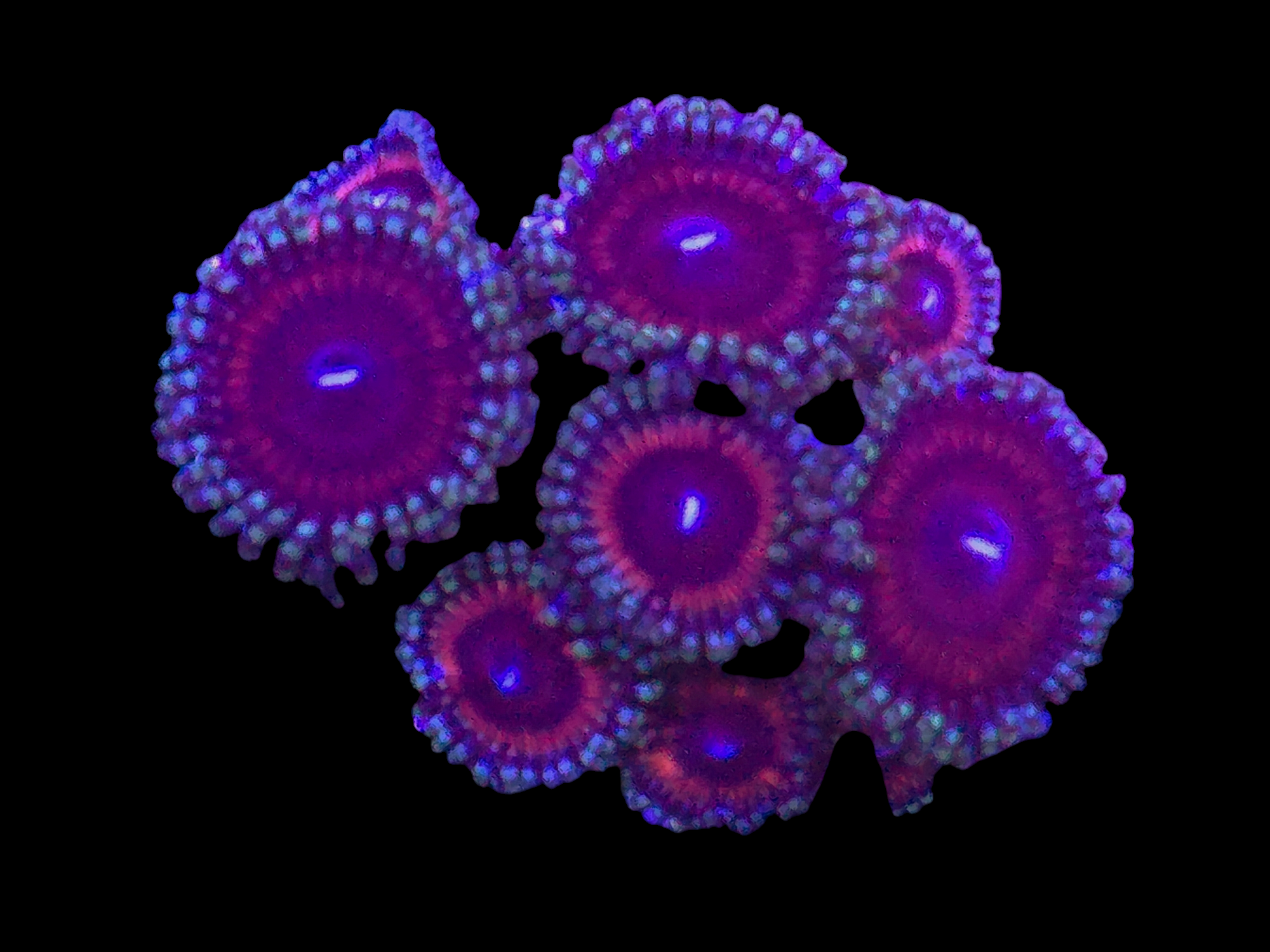 Zoa