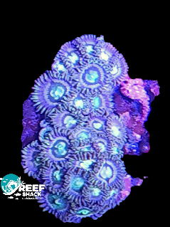 Zoa / Mixed Frag