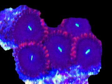 Zoa Frag / Special