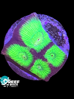 Goniastrea Frag