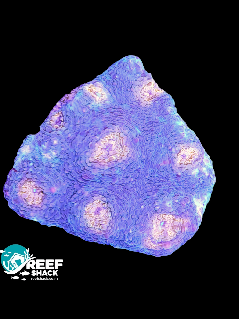 Acan Echinata Frag