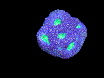 Acan Ecinata Frag