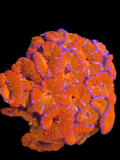 Acan Lord Colony