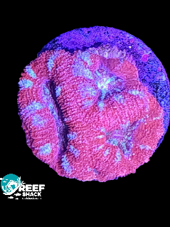 Acan Lord Frag