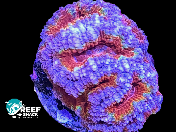 Acan Lord Frag / A Grade