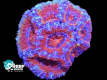 Acan lord Rainbow Frag