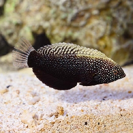 Black Lepard Wrasse