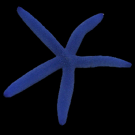 Blue Linkia Starfish