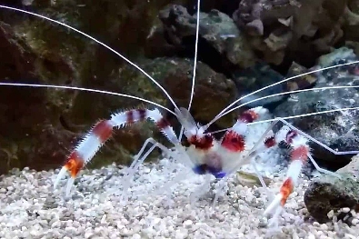 Boxer Shrimp