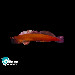 Captive Bred Gulf Bleeny